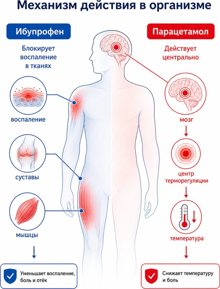 анатомическая медицинская схема человека,
ибупрофен блокирует воспаление в тканях и суставах,
парацетамол действует в мозге (центре терморегуляции)